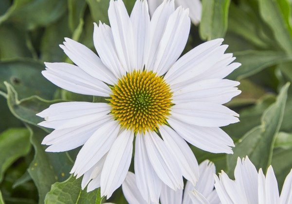 Echinacea purpurea Papallo Classic Milk