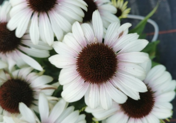 Echinacea purpurea Unica Cherry on Ice