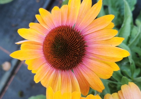 Echinacea purpurea Unica Orange Purple Center