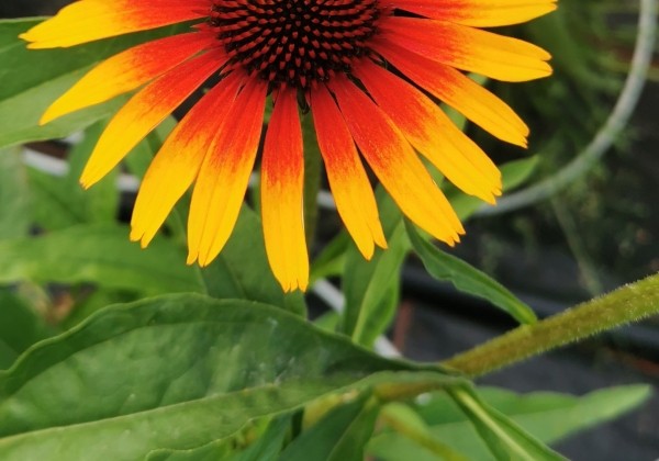 Echinacea purpurea Unica Yellow-Red Center