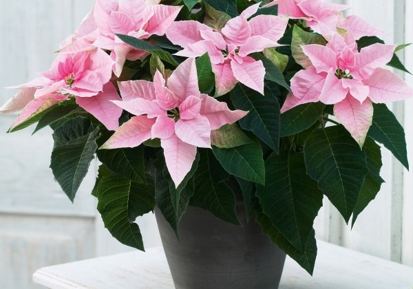 Euphorbia pulcherrima Princettia Pink