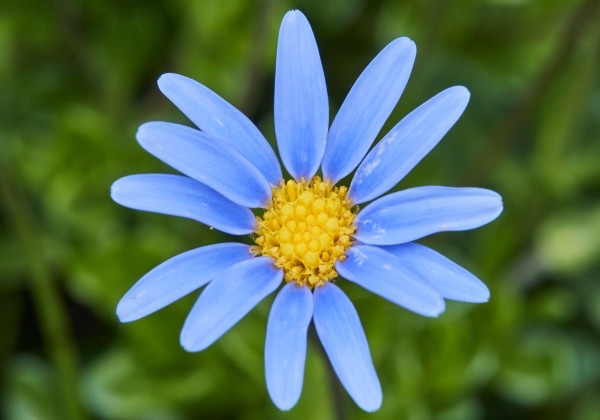 Felicia amelloides Melmac Blue
