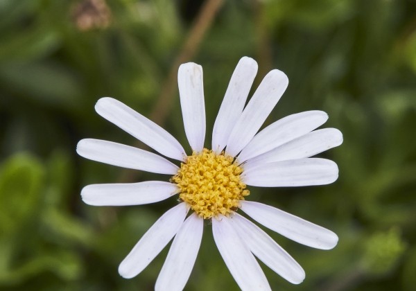 Felicia amelloides Melmac White