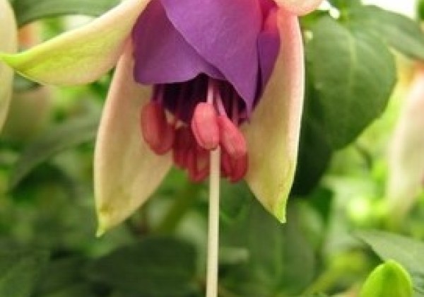 Fuchsia hybrida Fuchsita Blush-Violet (stāva)