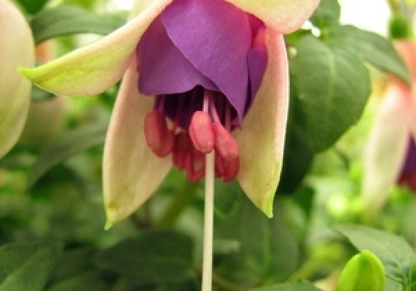 Fuchsia hybrida Fuchsita Blush-Violet (stāva)