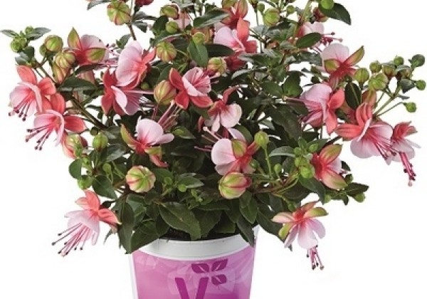 Fuchsia hybrida Fuchsita Candy (stāva)