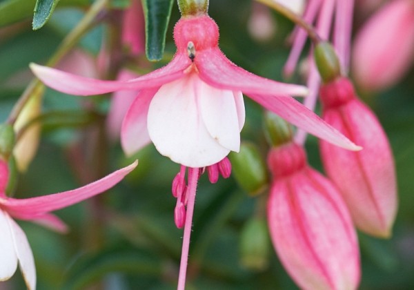 Fuchsia hybrida Fuchsita Deep Pink White (stāva)