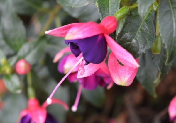 Fuchsia hybrida Fuchsita Pink-Blue (stāva)