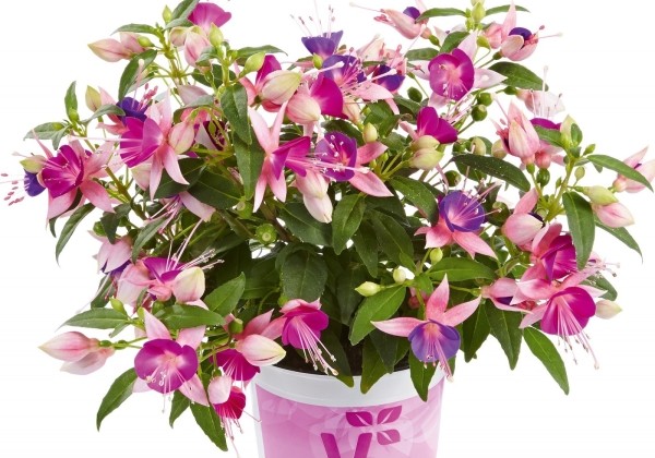 Fuchsia hybrida Fuchsita Pink-Violet (stāva)