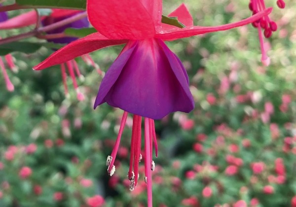 Fuchsia hybrida Fuchsita Rose-Blue (stāva)