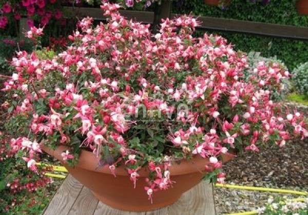 Fuchsia hybrida Fuchsita Rose-White (stāva)