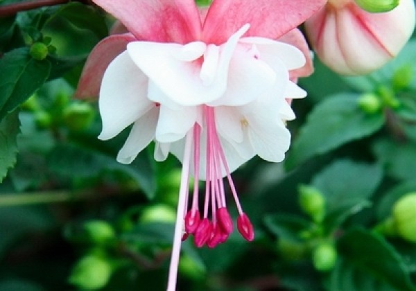 Fuchsia hybrida Leonita Double Pink-White (nokarena)