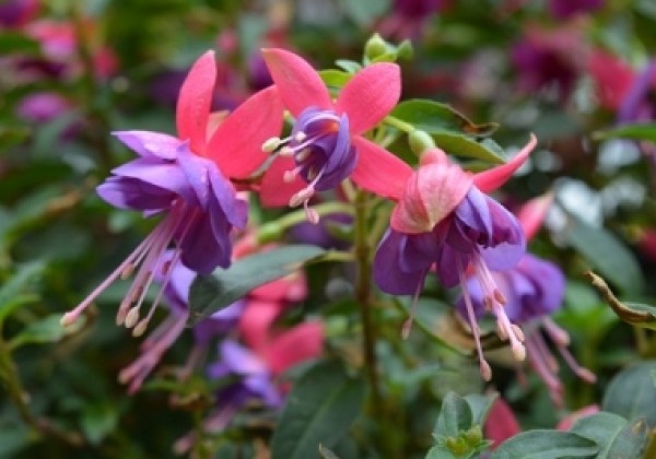Fuchsia hybrida Leonita Double Rose-Blue (nokarena XXL)