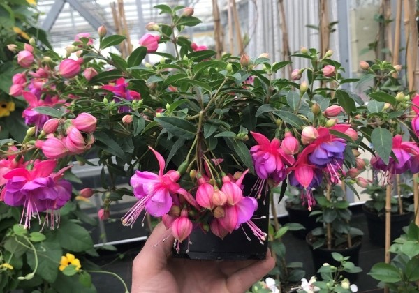 Fuchsia hybrida Leonita Double Rose-Blue (nokarena XXL)