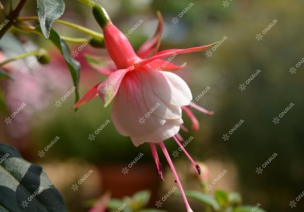 Fuchsia hybrida Patio Princess (nokarena)
