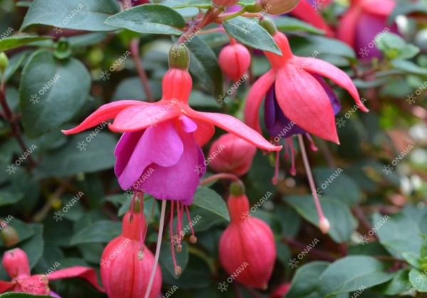 Fuchsia hybrida Ringwood Market (nokarena)