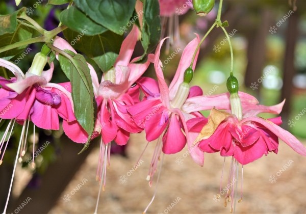 Fuchsia hybrida Bella Rosella (nokarena)