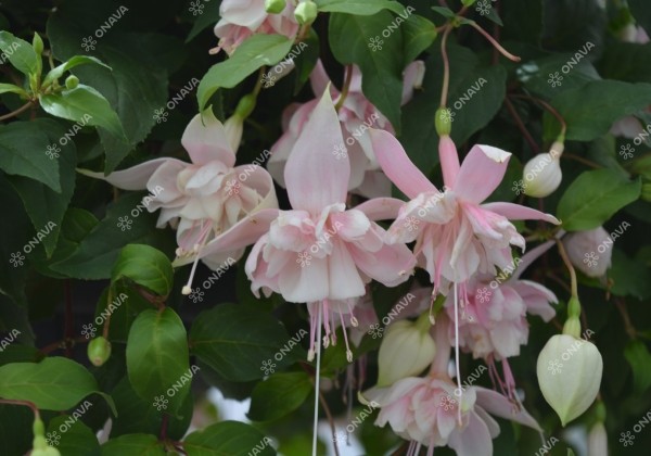Fuchsia hybrida Pink Marshmallow (nokarena)