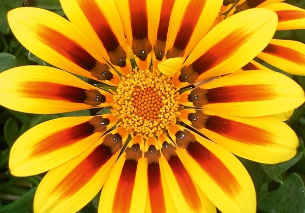 Gazania rigens Jupiter Magic