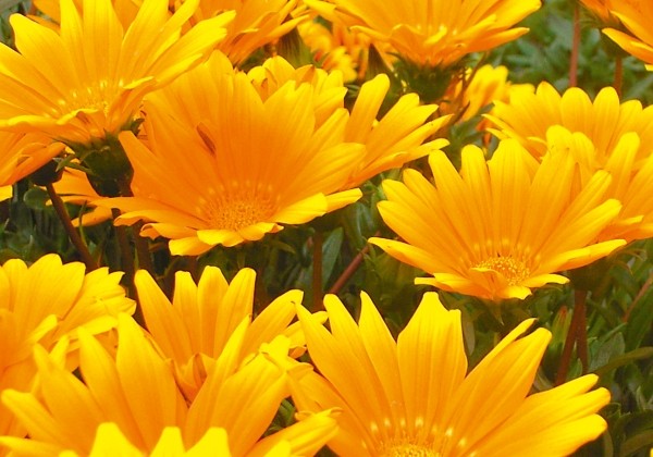Gazania rigens Jupiter Yellow