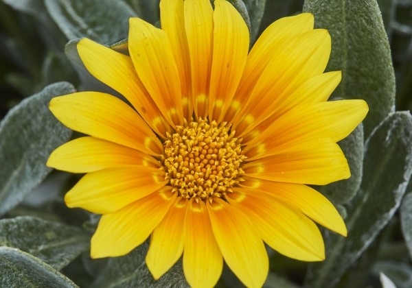 Gazania rigens Jupiter Silver Orange Sun