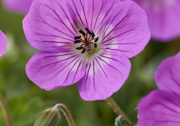 Geranium hybridum Kelly Anne