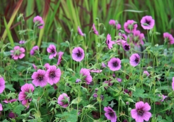 Geranium hybridum Pink Penny
