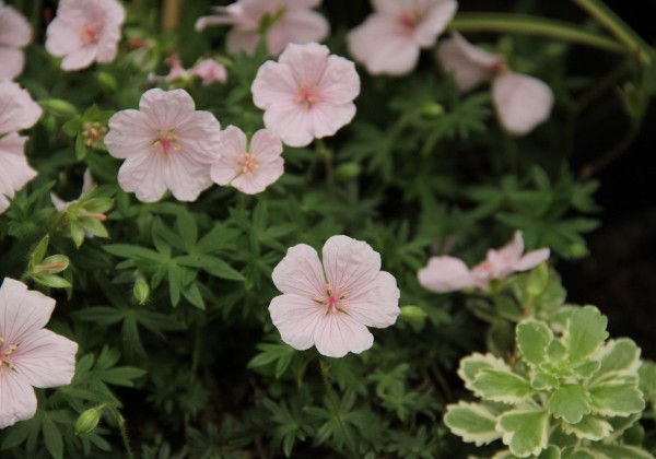Geranium sanguineum  Pink Summer