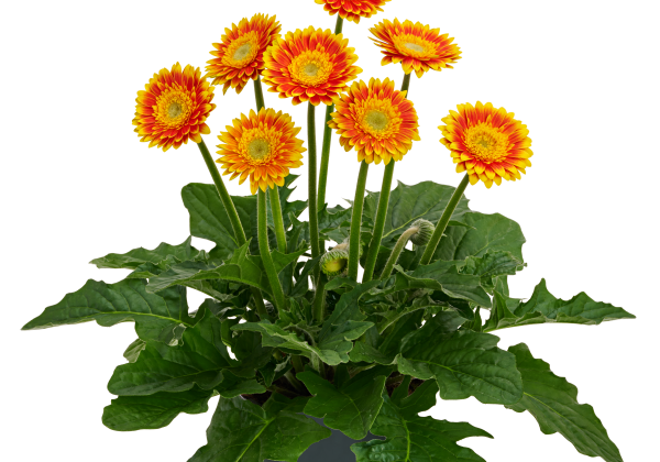 Gerbera jamesonii Garvinea Sweet Blaze (XXL)
