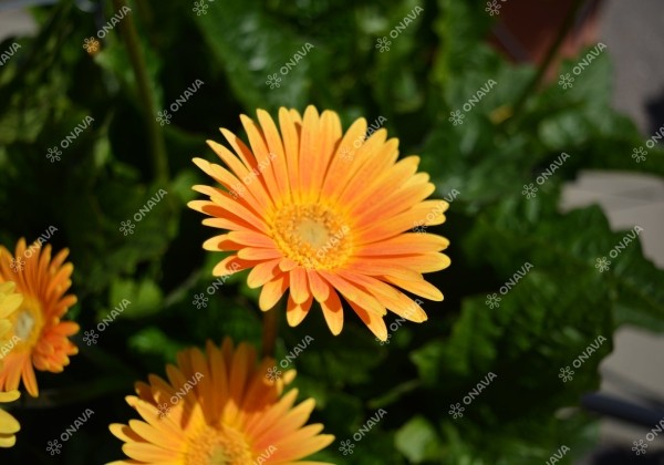 Gerbera jamesonii Garvinea Sweet Honey (XXL)