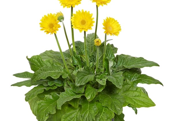 Gerbera jamesonii Garvinea Sweet Joy (XXL)