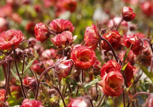 Geum hybrida Tempo Coral