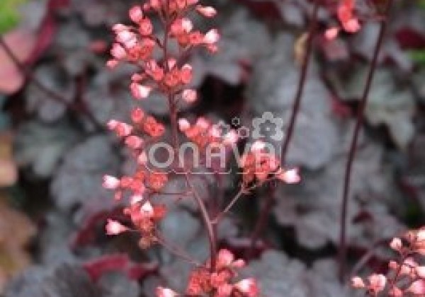 Heuchera hybrida Bella Notte