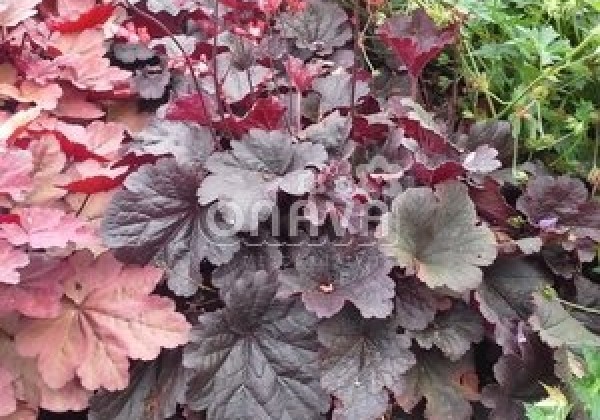Heuchera hybrida Bella Notte