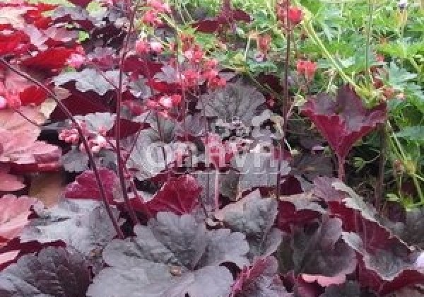 Heuchera hybrida Bella Notte