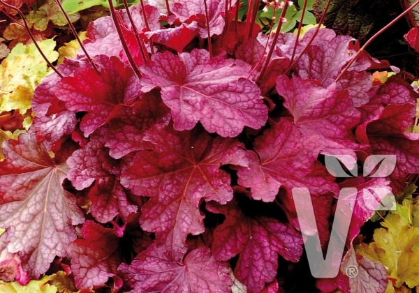 Heuchera hybrida Berry Smoothie