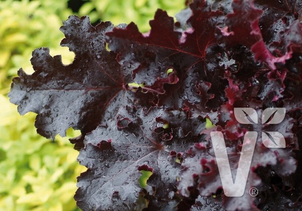 Heuchera hybrida Black Beauty