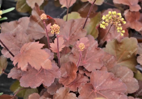 Heuchera hybrida Blondie