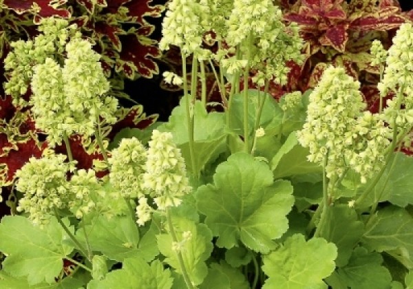 Heuchera hybrida Blondie in Lime
