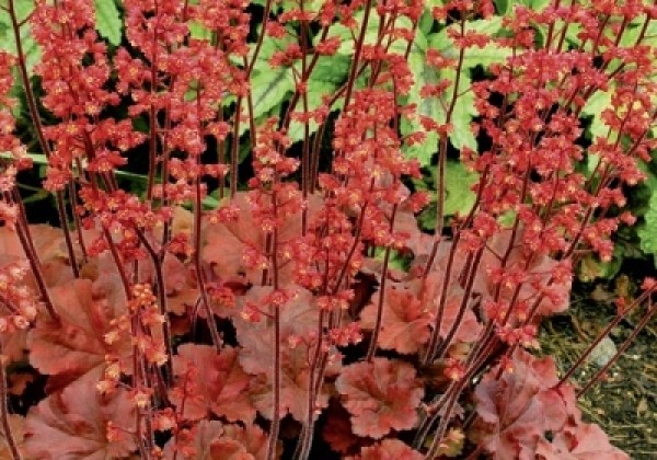 Heuchera hybrida Cherry Cola