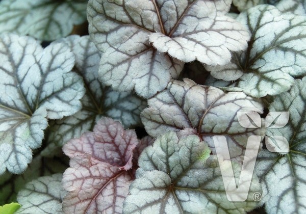 Heuchera hybrida Cinnabar Silver