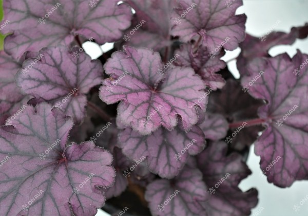 Heuchera hybrida Forever Purple