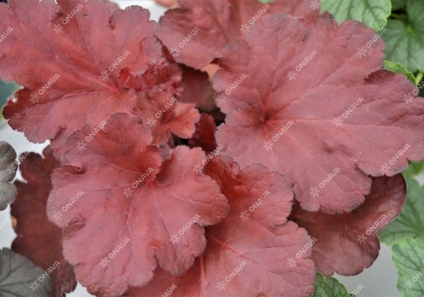 Heuchera hybrida Forever Red