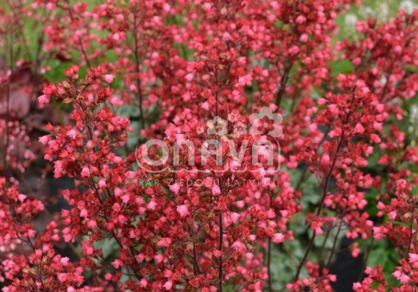 Heuchera hybrida Paris