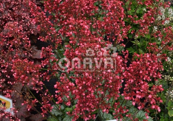 Heuchera hybrida Paris