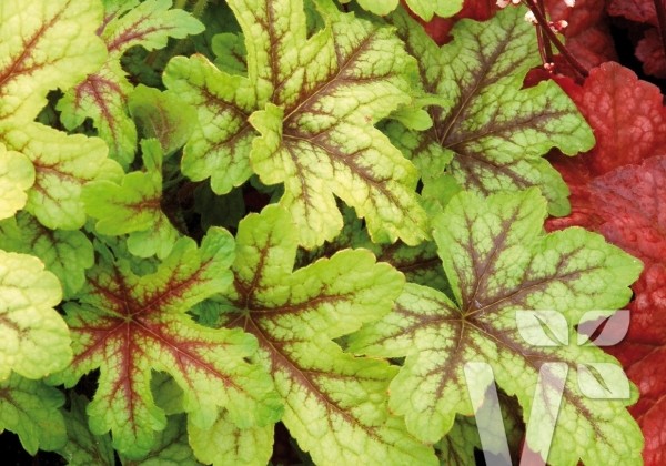 Heucherella hybrida Alabama Sunrise