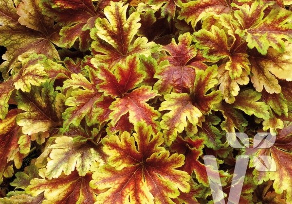 Heucherella hybrida Gold Zebra