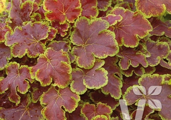 Heucherella hybrida Solar Eclipse