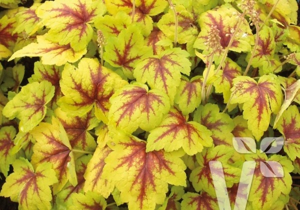 Heucherella hybrida Stopligh