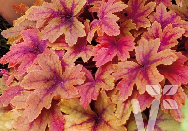 Heucherella hybrida Sweet Tea